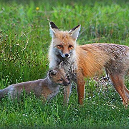 Fox Den Lodge West Yellowstone Eksteriør bilde
