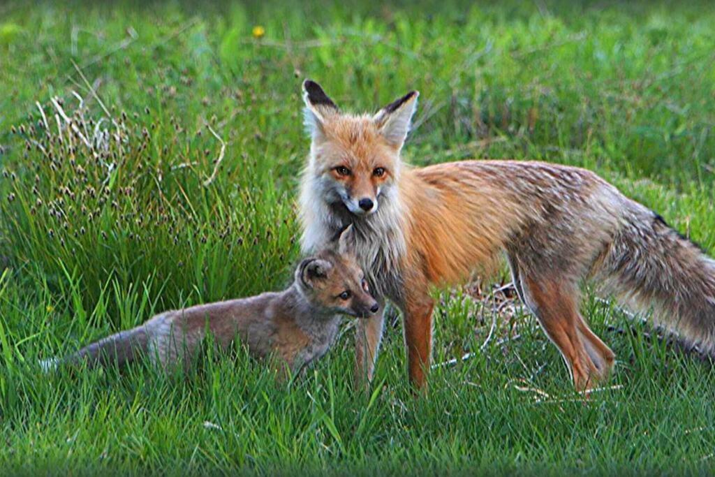 Fox Den Lodge West Yellowstone Eksteriør bilde